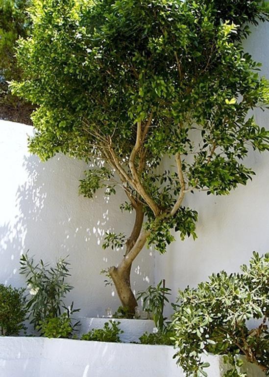 Idroussa Appartement Mpatsi Buitenkant foto